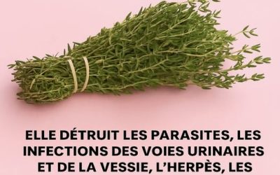 Infusion Anti-Douleur Naturelle : La Recette Miracle aux 4 Ingrédients qui Révolutionne la Médecine Douce
