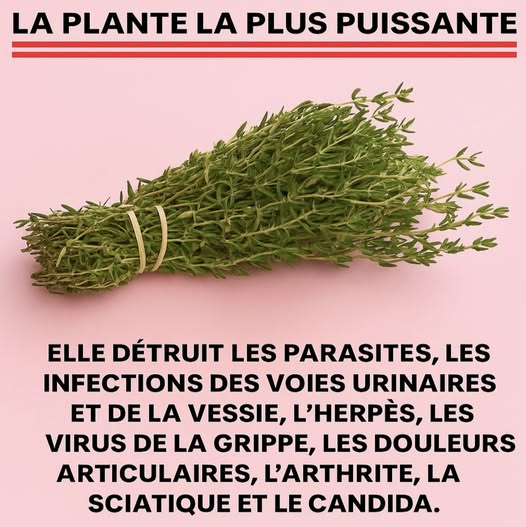 Infusion Anti-Douleur Naturelle : La Recette Miracle aux 4 Ingrédients qui Révolutionne la Médecine Douce
