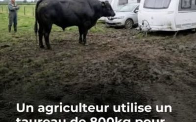 Belgique : un agriculteur utilise un taureau de 800kg pour déloger les gens du voyage (VIDÉO)