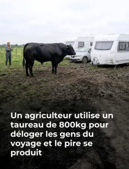 Belgique : un agriculteur utilise un taureau de 800kg pour déloger les gens du voyage (VIDÉO)