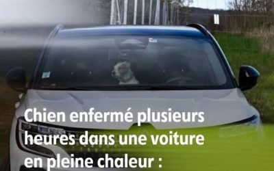 Chien enfermé plusieurs heures dans une voiture en pleine chaleur : avez-vous le droit de briser la vitre pour le sauver ?