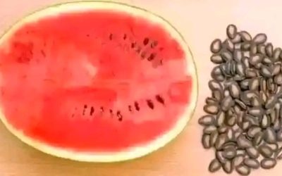 GRAINE DE PASTÈQUE