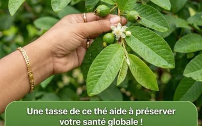 Thé aux feuilles de goyavier : bienfaits, vertus et recette naturelle étape par étape.