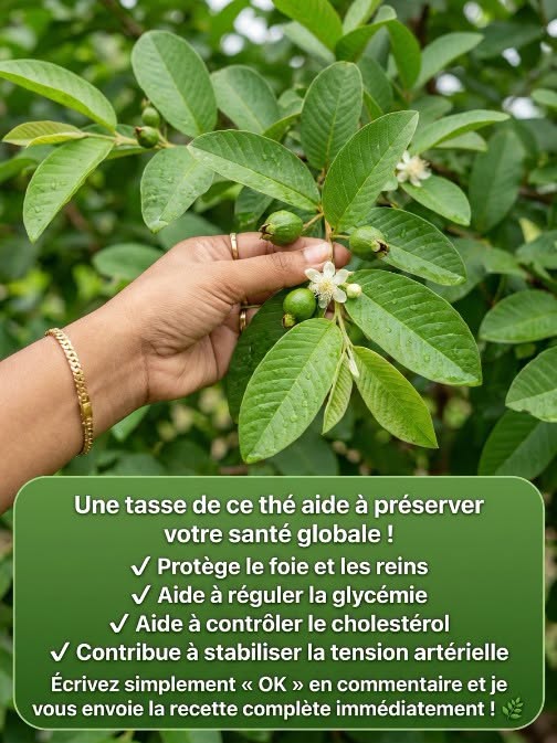 Thé aux feuilles de goyavier : bienfaits, vertus et recette naturelle étape par étape.