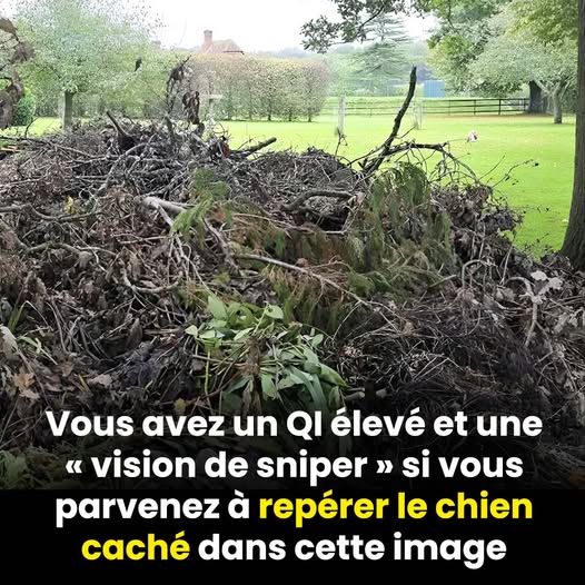 Ce test de vision va vous retourner le cerveau : un chien se cache dans cette image, et seuls les plus observateurs le trouvent