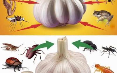 Ail anti-nuisibles : la méthode 100 % naturelle pour dire adieu aux souris, cafards, mouches, poux et lézards