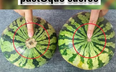 Les pastèques sont-elles sucrées ? Un simple coup d’œil ici et vous le saurez. Garantie de trouver la bonne à chaque fois, la méthode du vieux cultivateur de pastèques fonctionne vraiment.