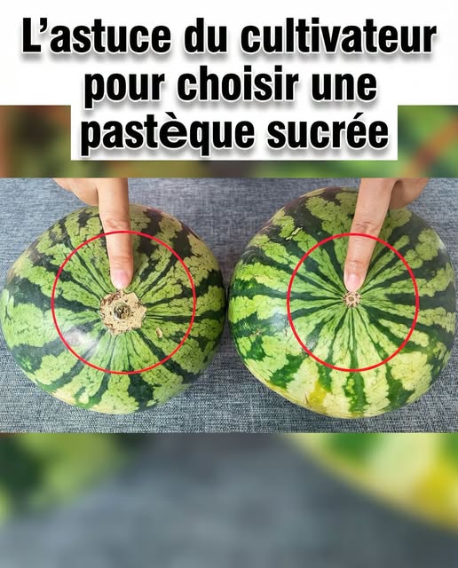 Les pastèques sont-elles sucrées ? Un simple coup d’œil ici et vous le saurez. Garantie de trouver la bonne à chaque fois, la méthode du vieux cultivateur de pastèques fonctionne vraiment.