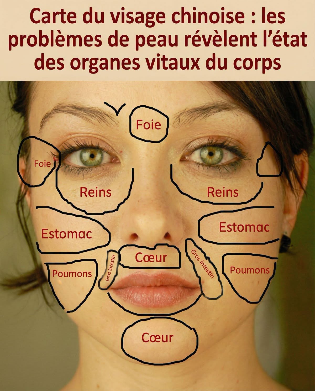 Carte du visage chinoise : les problèmes de peau révèlent l’état des organes vitaux du corps