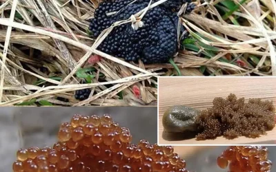Si vous voyez ces œufs dans votre jardin, brûlez-les immédiatement : guide complet pour identifier et gérer les œufs de tiques.