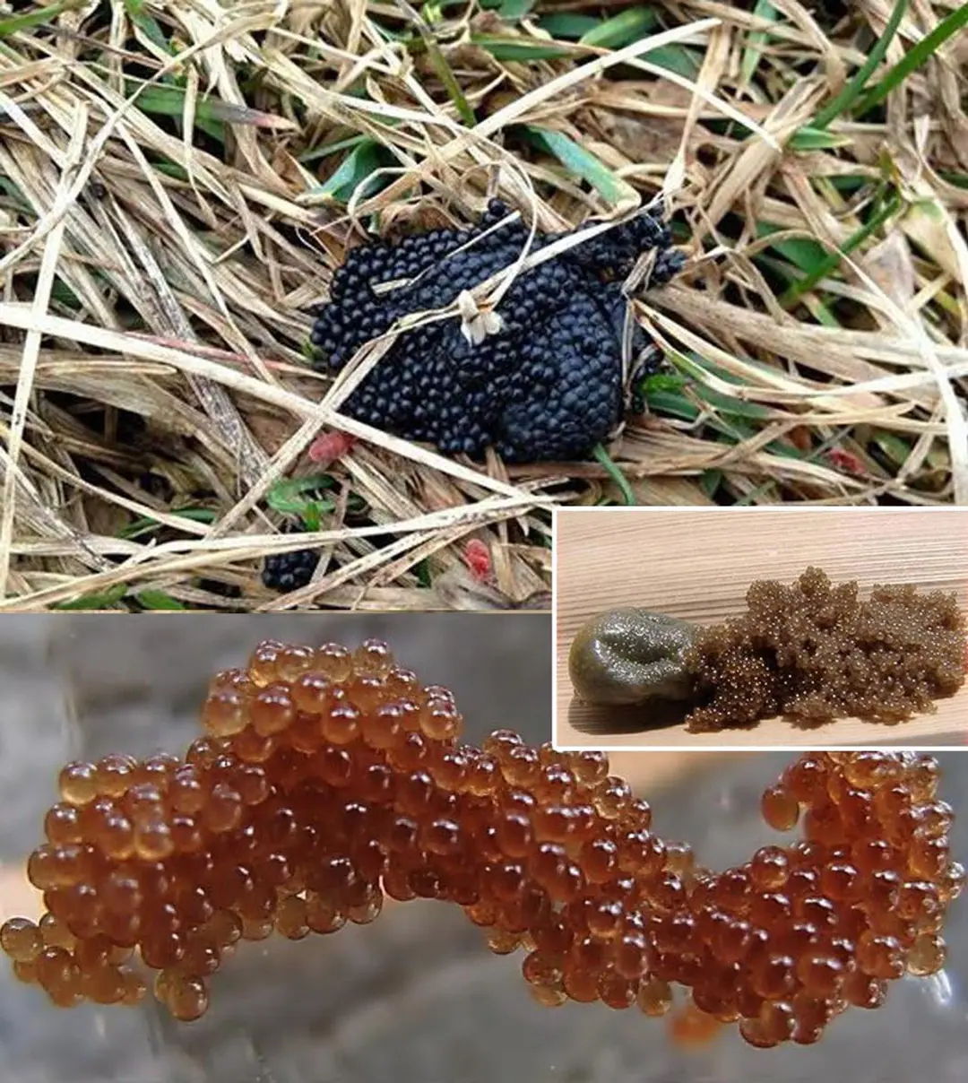 Si vous voyez ces œufs dans votre jardin, brûlez-les immédiatement : guide complet pour identifier et gérer les œufs de tiques.