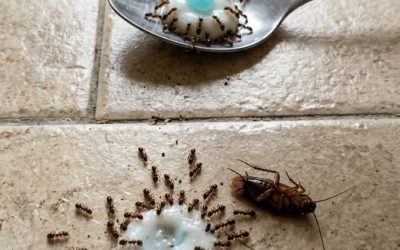 Fini les nuisibles volants et rampants : un mélange maison à poser une heure suffit pour les faire déguerpir